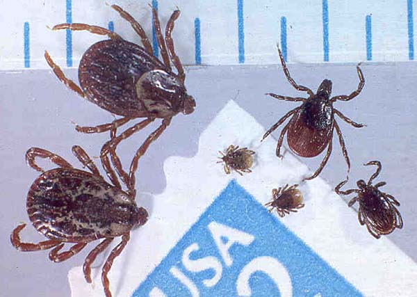 removing dog ticks. The dog ticks are much bigger