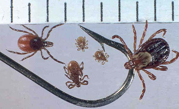 Pictures of Ticks