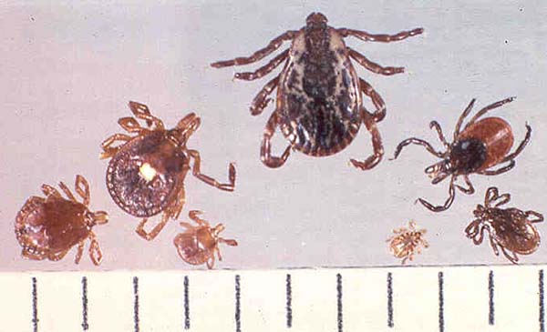 Pictures of Ticks